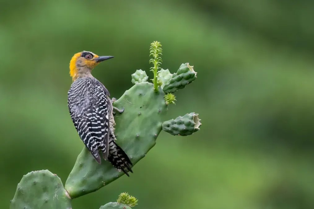 File:Melanerpes chrysogenys 339621082.jpg