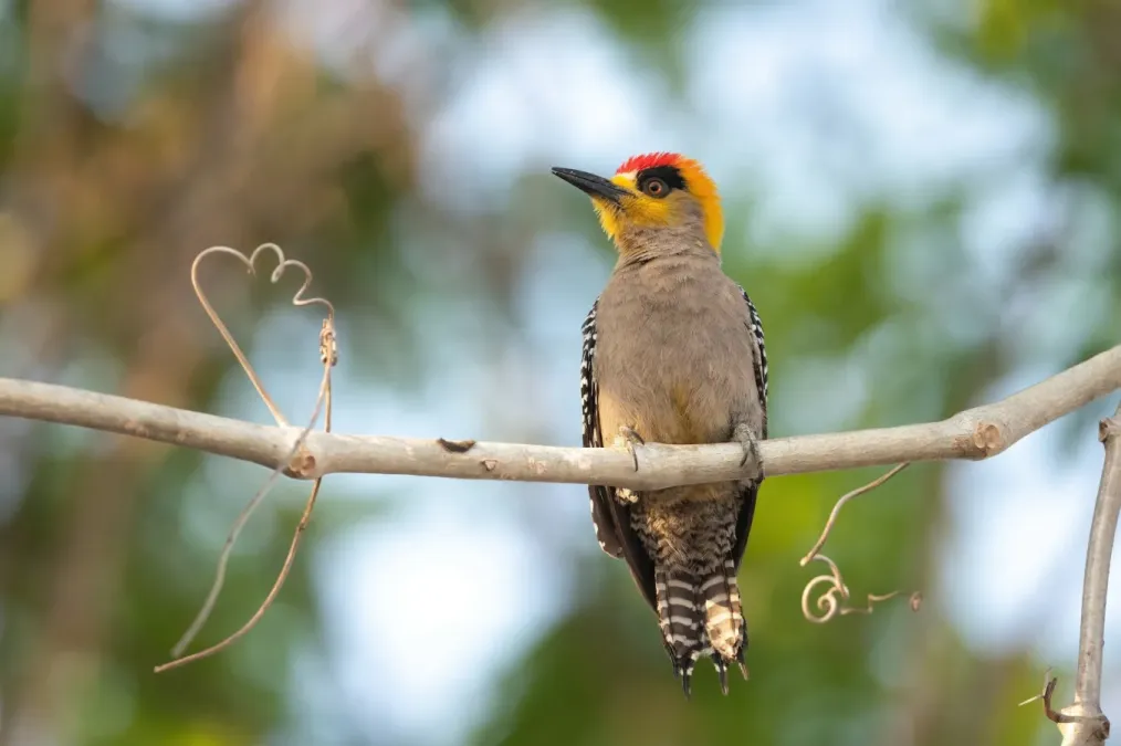 File:Melanerpes chrysogenys 339609037.jpg