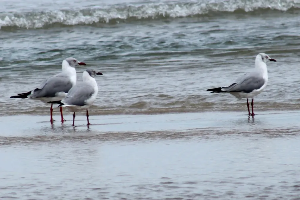 File:Chroicocephalus cirrocephalus, Tutóia, Maranhão, Brazil 1.jpg