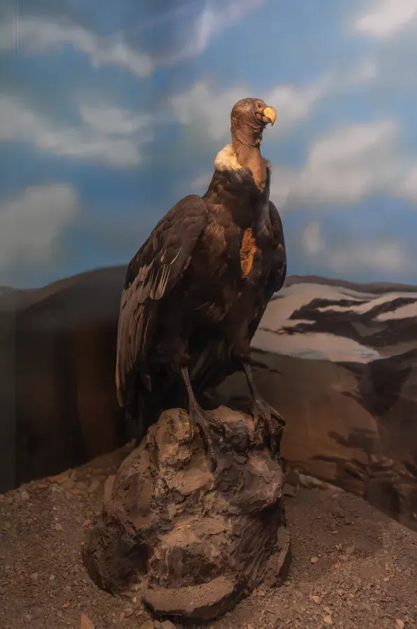 File:Vultur gryphus (Cóndor) A74348320250105.jpg