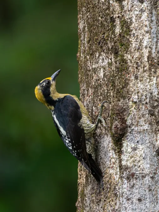 File:Melanerpes chrysauchen 424304832.jpg