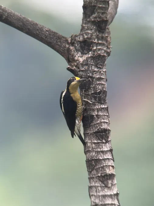 File:Melanerpes chrysauchen 364988183.jpg