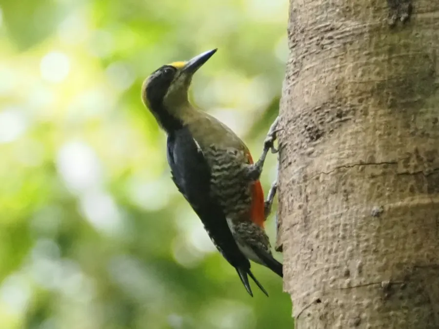 File:Melanerpes chrysauchen 351842503.jpg
