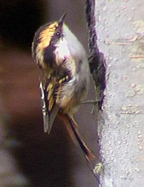 File:Aphrastura spinicauda 2.jpg