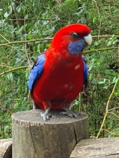 File:Platycercus elegans.jpg