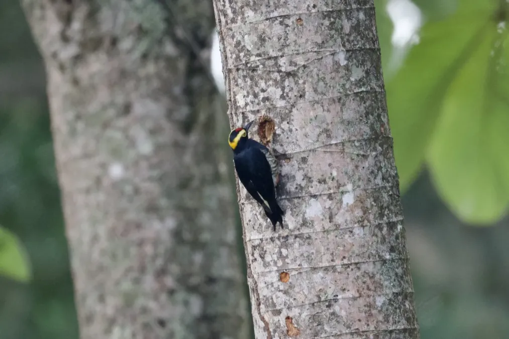 File:Melanerpes cruentatus 346047149.jpg