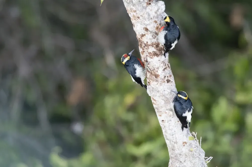 File:Melanerpes cruentatus 341481981.jpg