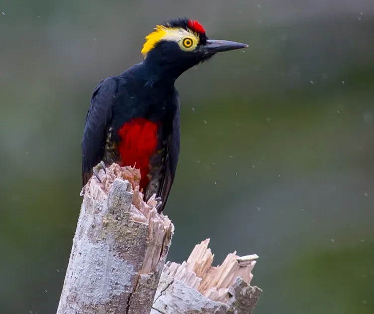 File:Melanerpes cruentatus Yellow-tufted Woodpecker (cropped).jpg