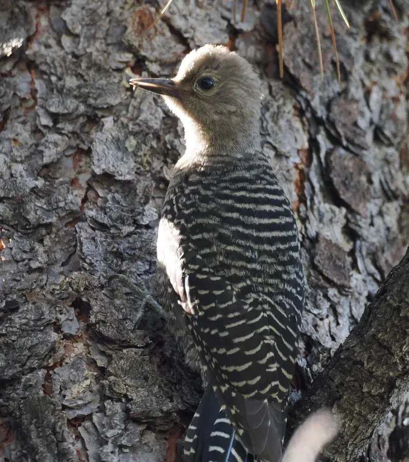 File:Sphyrapicus thyroideus 414100125.jpg