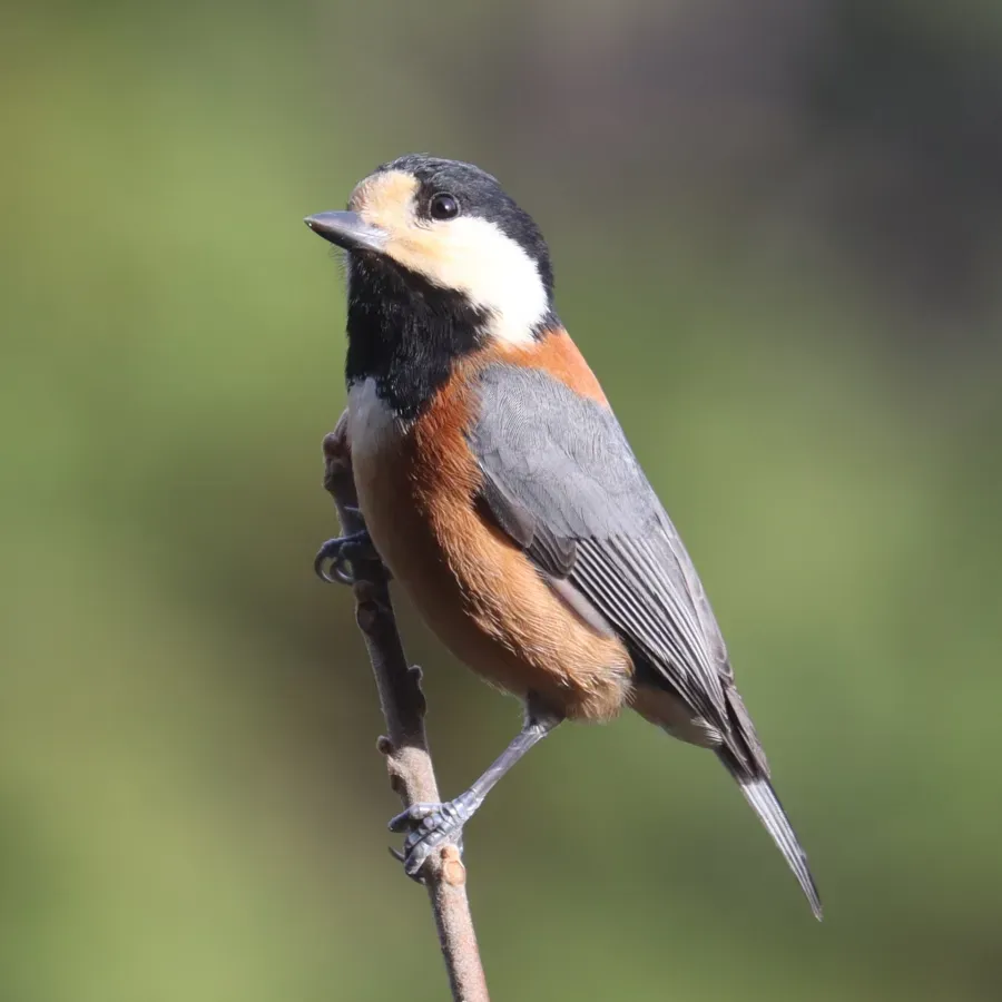 File:Sittiparus varius s2.jpg