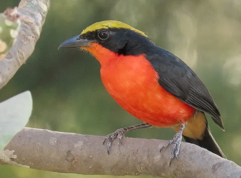 File:Laniarius barbarus 48898038.jpg