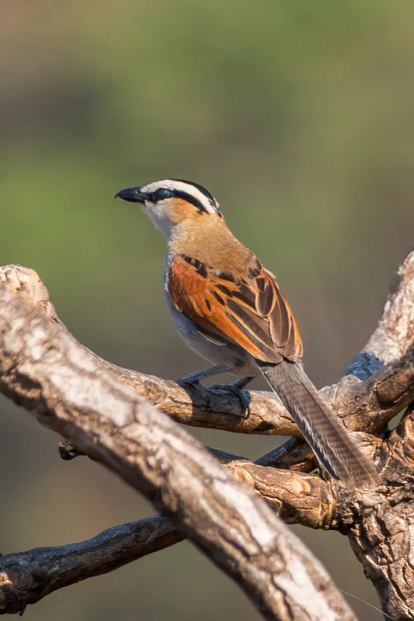File:Tchagra senegalus 446654889.jpg