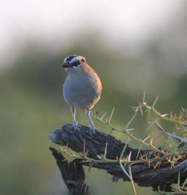 File:Tchagra senegalus 247338113.jpg