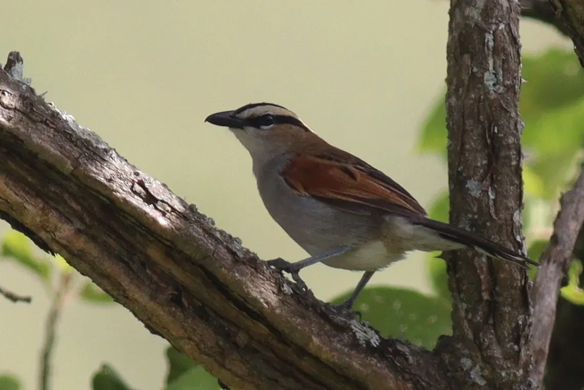 File:Tchagra senegalus 190415797.jpg