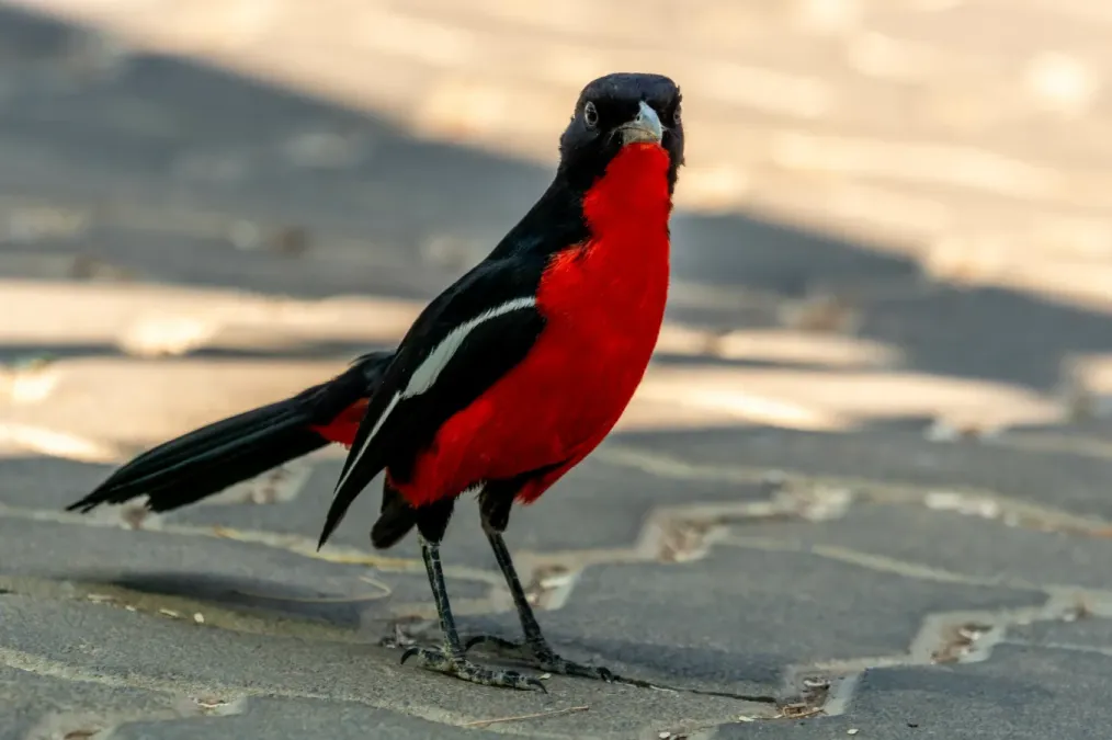 File:Laniarius atrococcineus 425154728.jpg