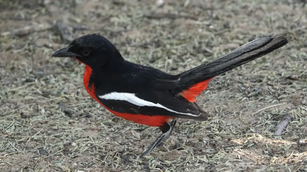 File:Laniarius atrococcineus 289704960.jpg