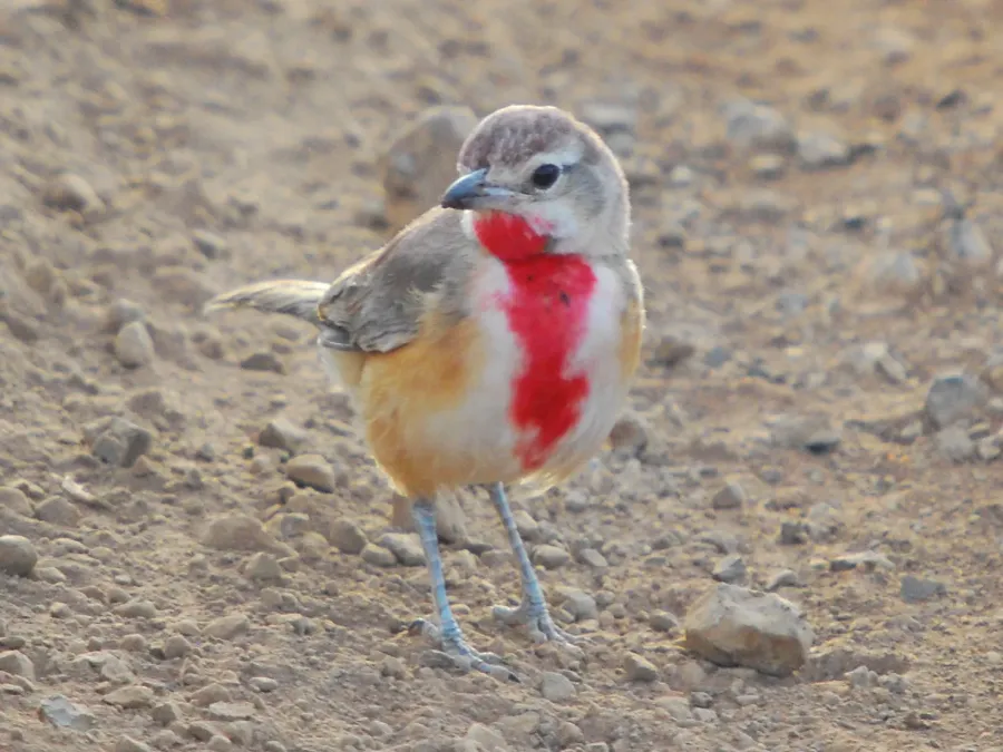 File:Rhodophoneus cruentus 83246306.jpg