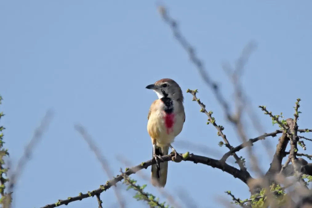 File:Rhodophoneus cruentus 181621782.jpg