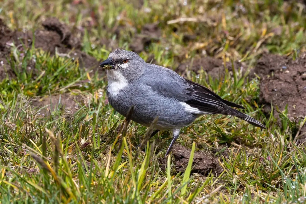 File:Idiopsar speculifer 191792730.jpg