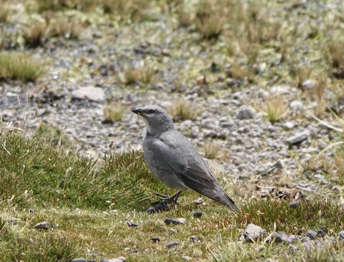 File:Idiopsar speculifer 188373648.jpg