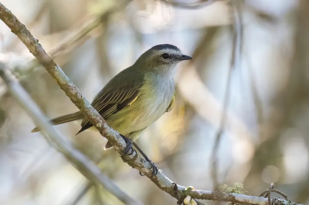 File:Zimmerius vilissimus - March 2024.jpg