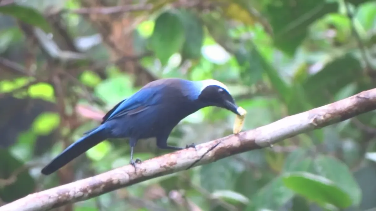 File:Cyanolyca pulchra 28748812.jpg