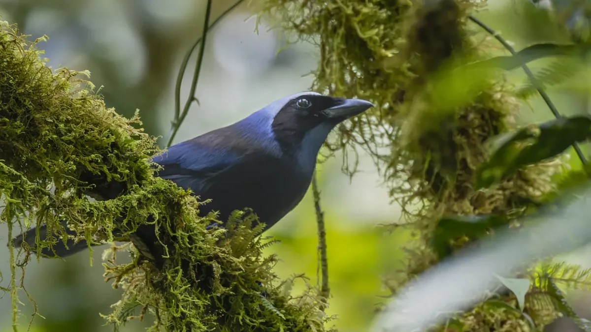 File:Cyanolyca pulchra 369702623.jpg