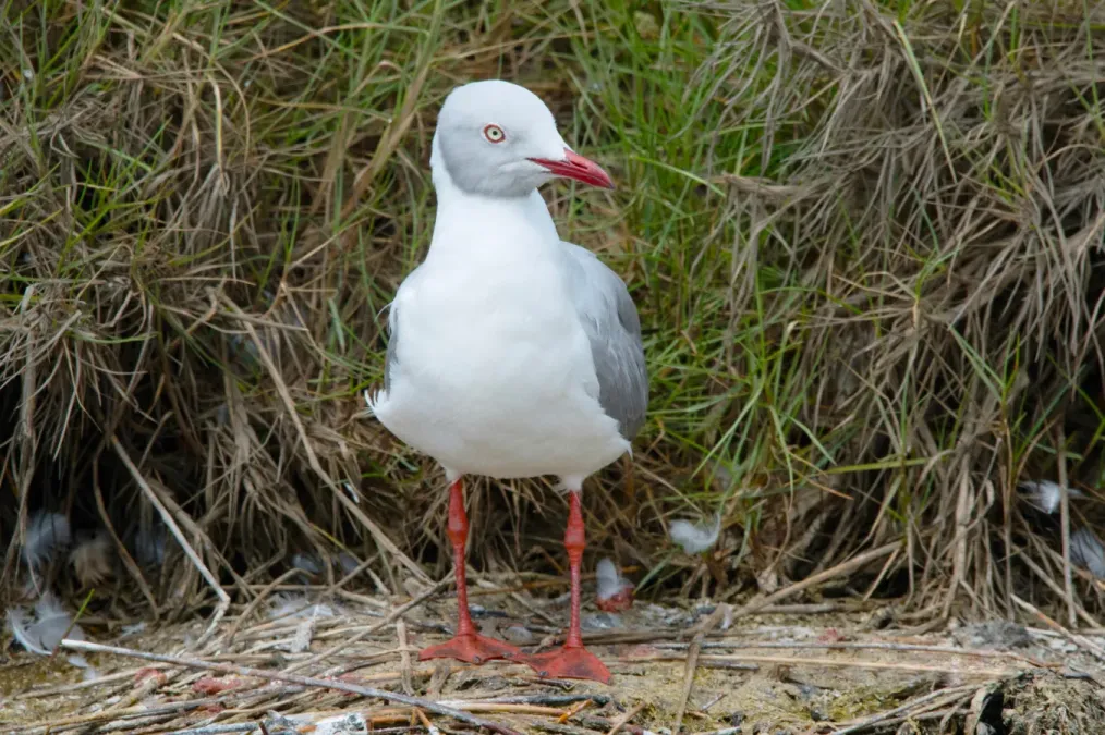 File:Chroicocephalus cirrocephalus, Lima, Peru 2.jpg