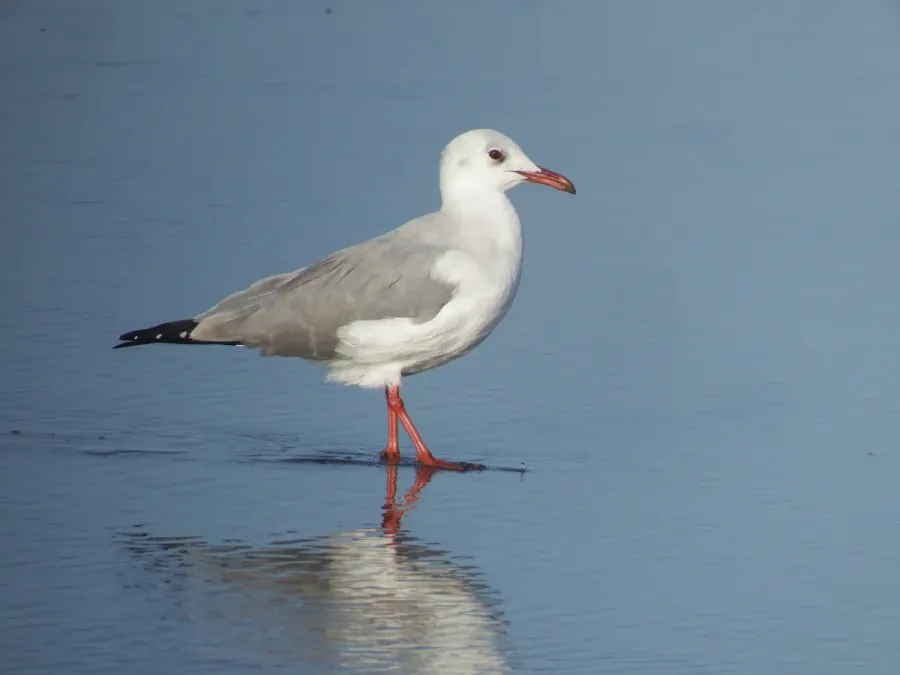 File:Chroicocephalus cirrocephalus, Mejía, Peru 1.jpg