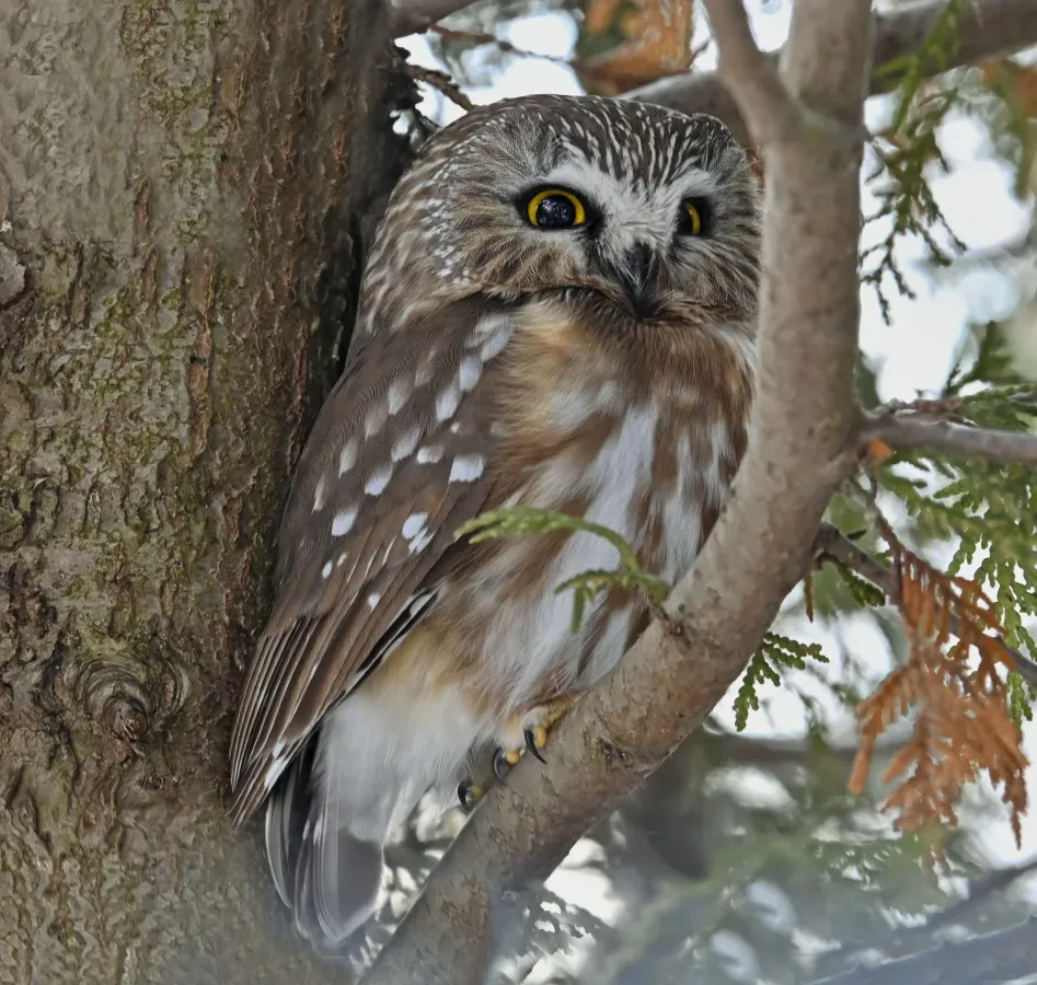File:Aegolius acadicus Downsview Park Toronto.jpg