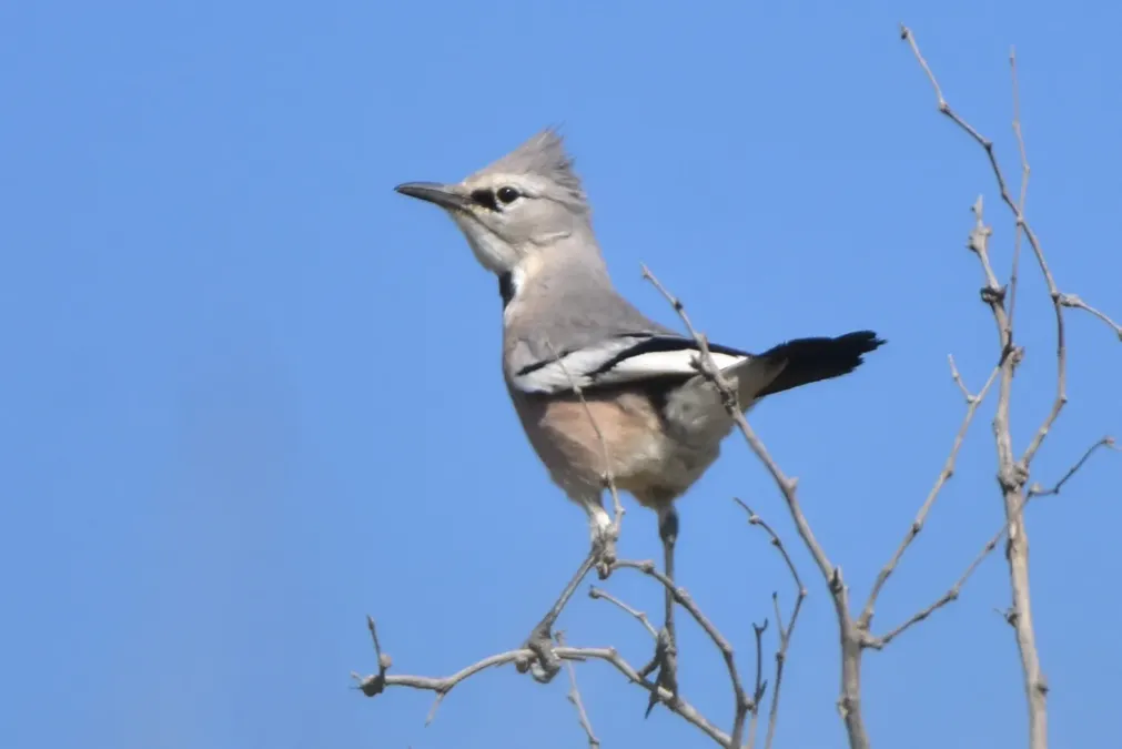 File:Podoces panderi 387879546.jpg