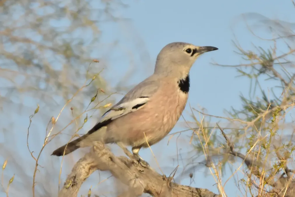 File:Podoces panderi 387879466.jpg