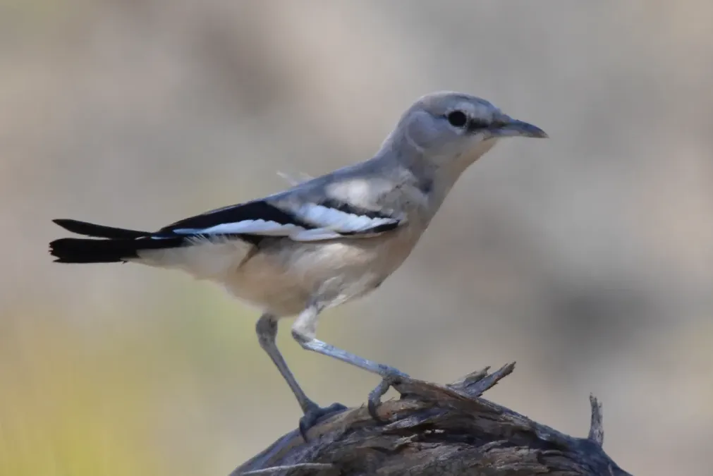 File:Podoces panderi 208429874.jpg