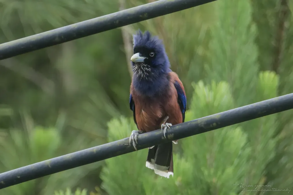File:Garrulus lidthi 387742736.jpg