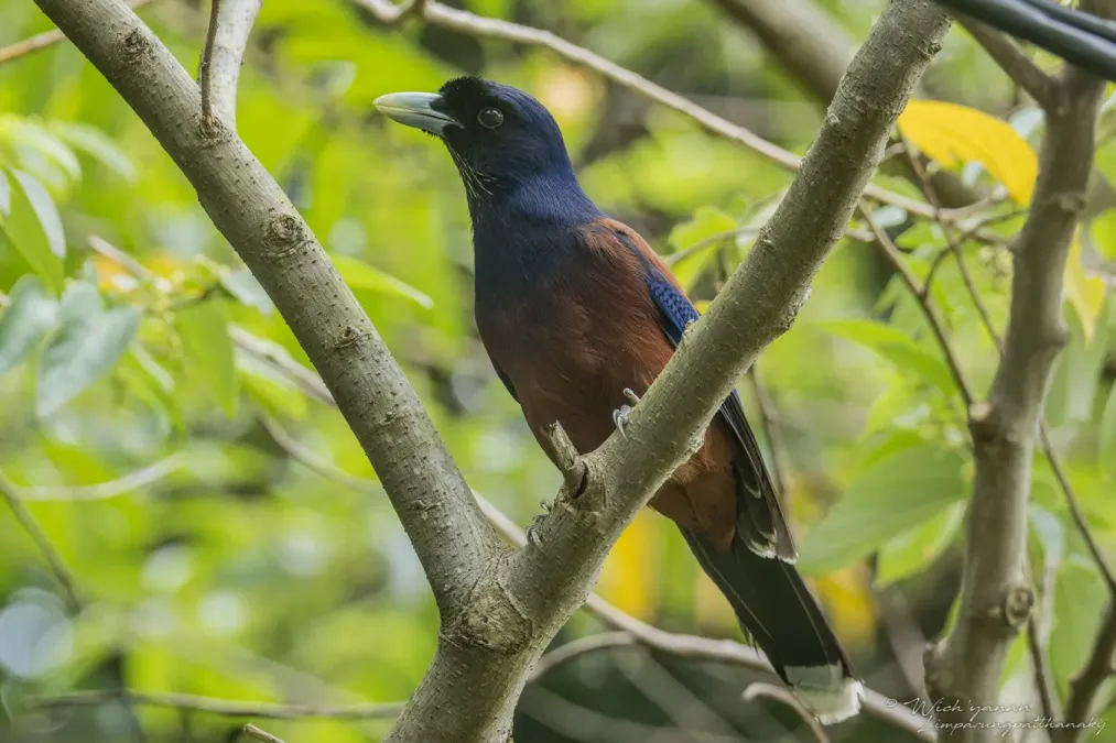File:Garrulus lidthi 387742733.jpg