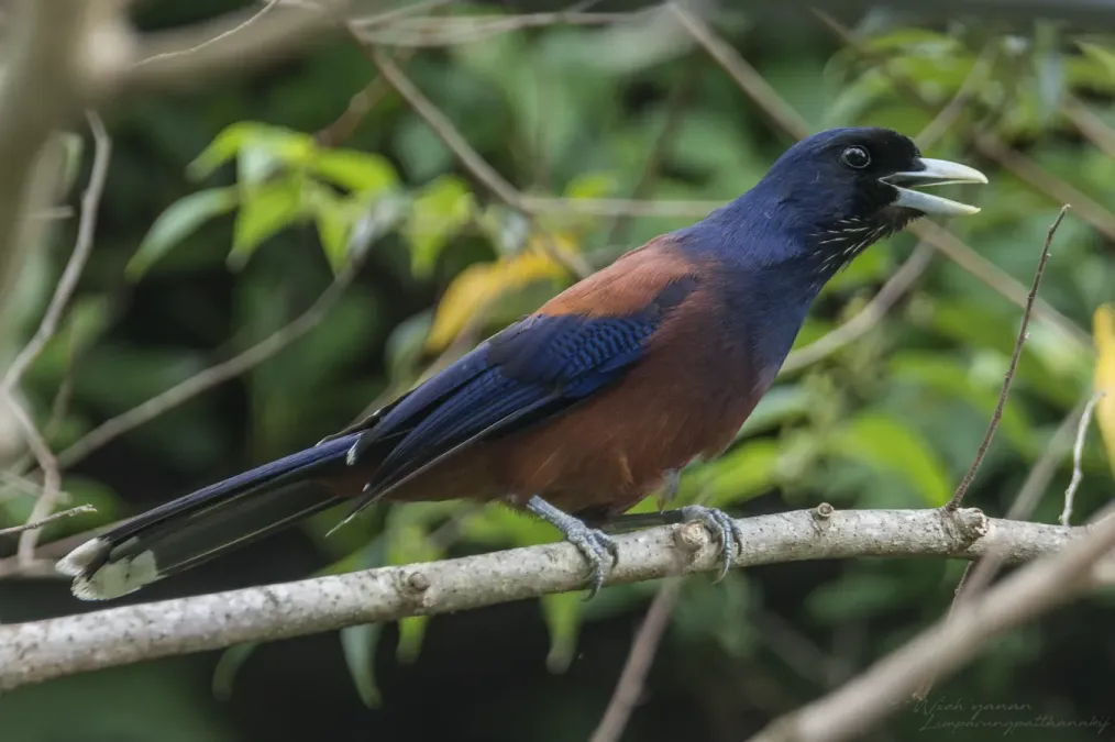 File:Garrulus lidthi 387742719.jpg