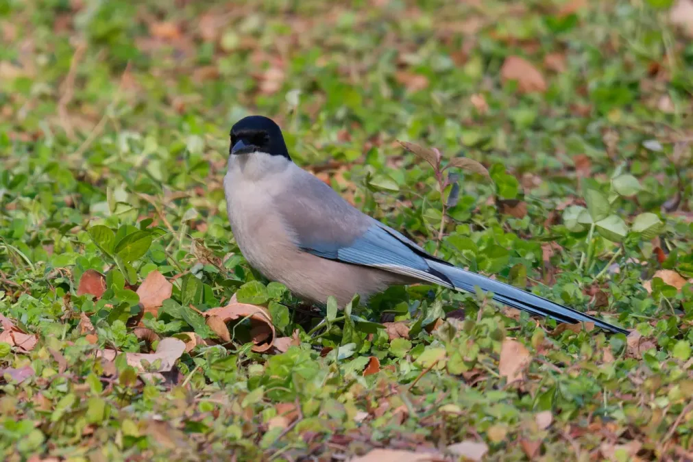File:Cyanopica cyanus 458637382.jpg