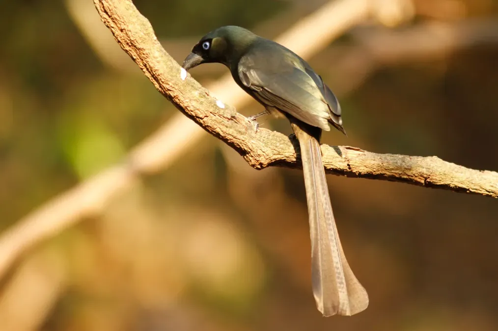 File:Crypsirina temia 3906006.jpg