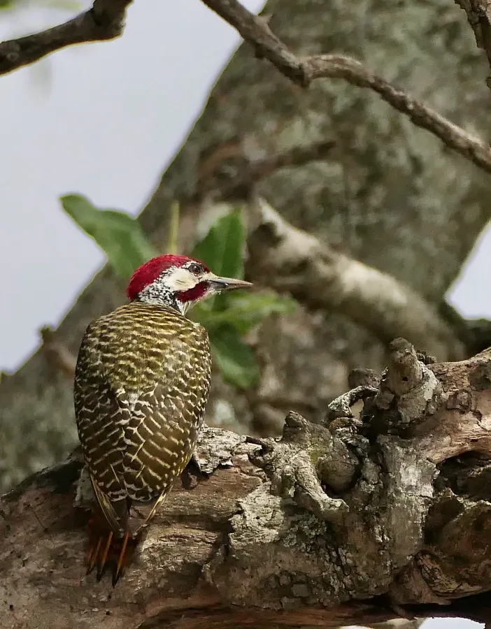 File:Bennett's Woodpecker (Campethera bennettii) male.jpg