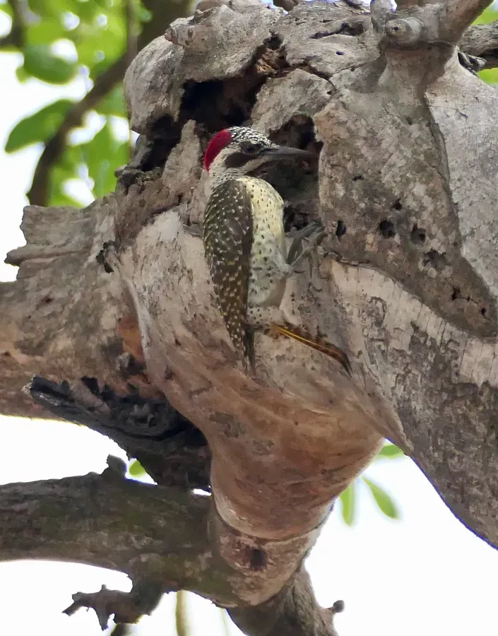 File:Bennett's Woodpecker (Campethera bennettii), female peering in treehole.jpg