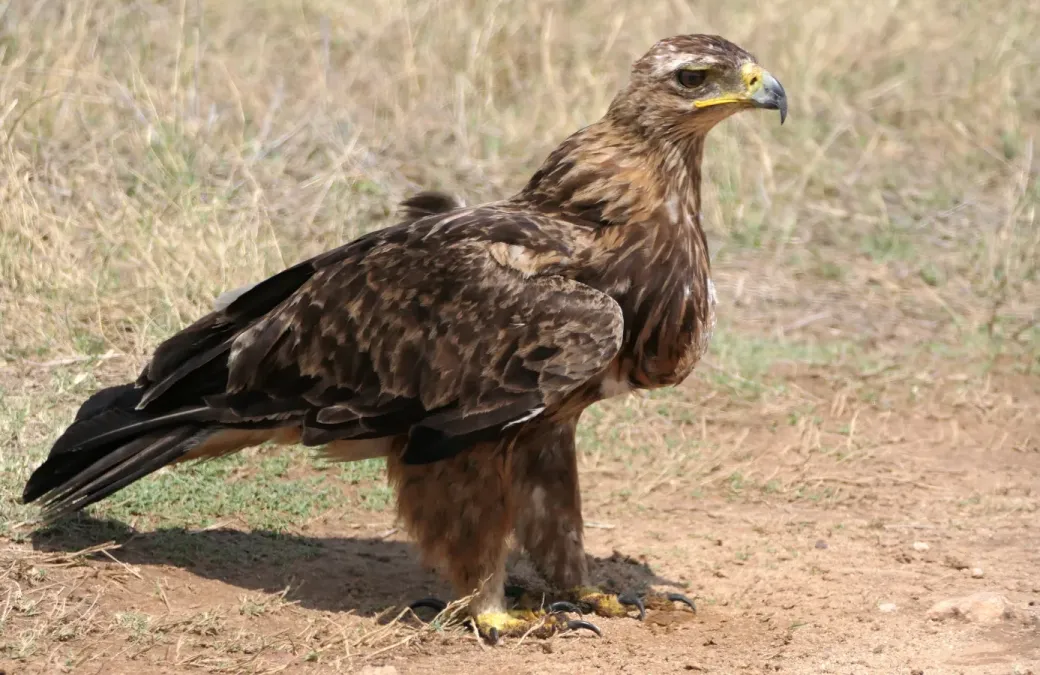 File:Tawny Eagle (Aquila rapax) with full crop.jpg