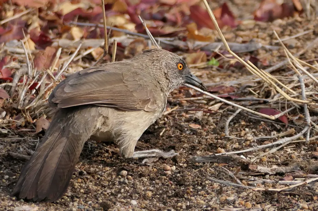 File:Arrow-marked Babbler (Turdoides jardineii) 2024.jpg