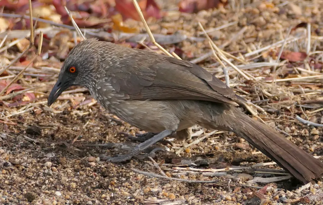 File:Arrow-marked Babbler (Turdoides jardineii) - 54099919423.jpg