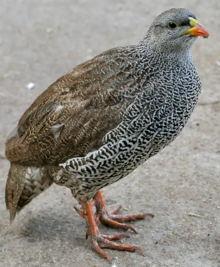 File:Natal Spurfowl (Pternistis natalensis) male.jpg