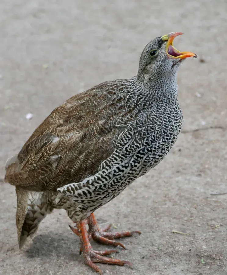 File:Natal Spurfowl (Pternistis natalensis), male calling.jpg