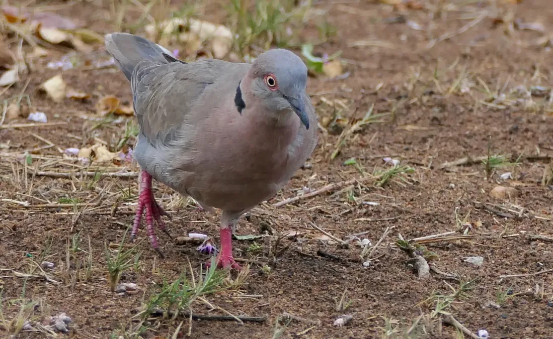 File:Mourning Collared Dove (Streptopelia decipiens).jpg