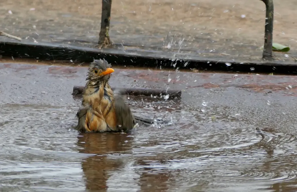 File:Kurrichane Thrush (Turdus libonyana), bathing after the big storm of the previous night.jpg