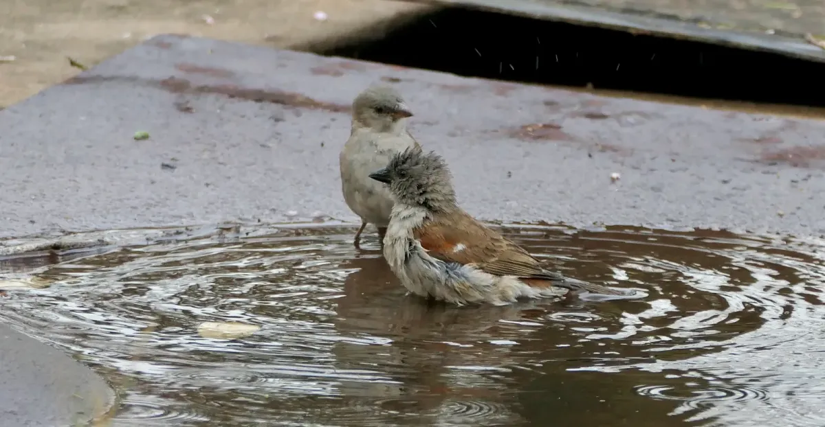 File:Southern Grey-headed Sparrow (Passer diffusus), pair bathing after the big storm of the previous night.jpg