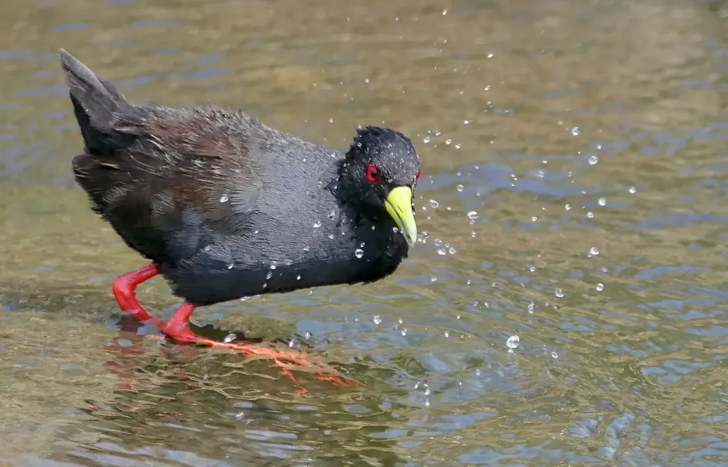File:Black Crake (Zapornia flavirostra) - 54260742387.jpg