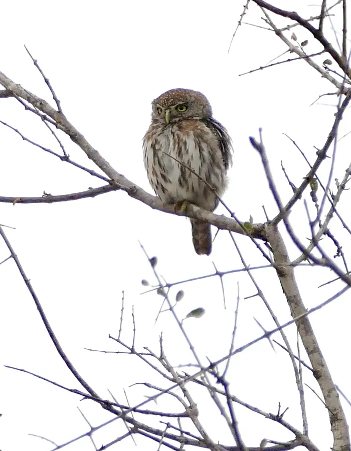 File:Pearl-spotted Owlet (Glaucidium perlatum).jpg